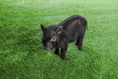Adorable black mini pig on green grass