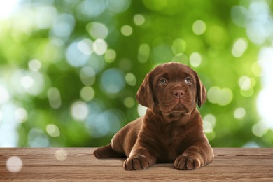 Image of Cute chocolate Labrador Retriever puppy on wooden surface outdoors, bokeh effect. Adorable pet 