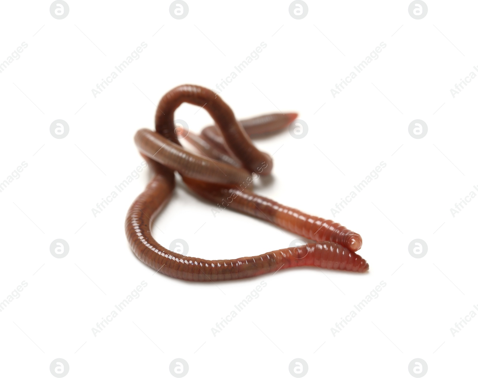 Photo of Two earthworms on white background. Terrestrial invertebrates