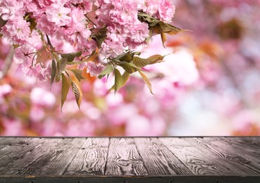 Empty wooden surface and beautiful blossoming sakura tree on background