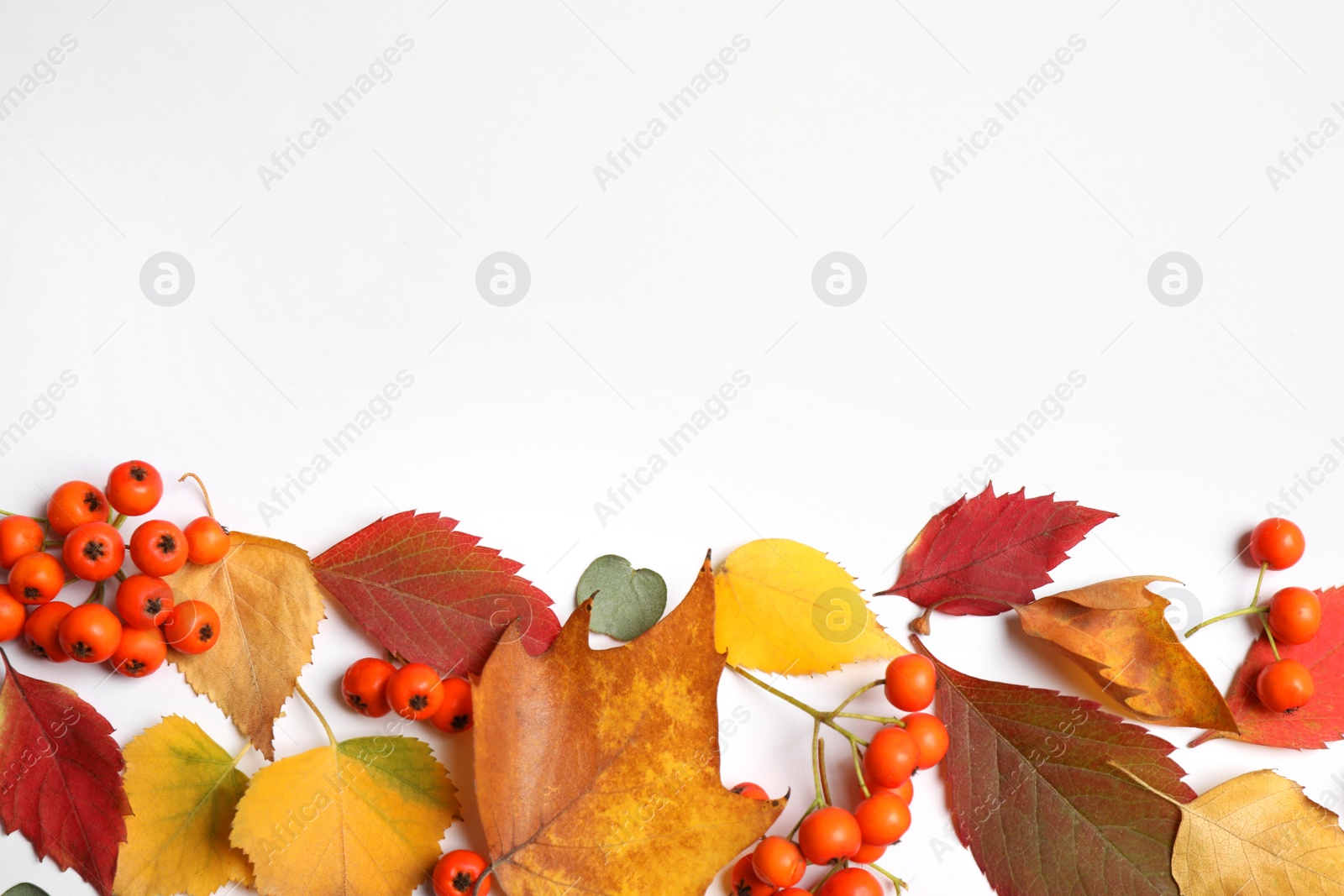 Photo of Flat lay composition with autumn leaves and space for text on white background