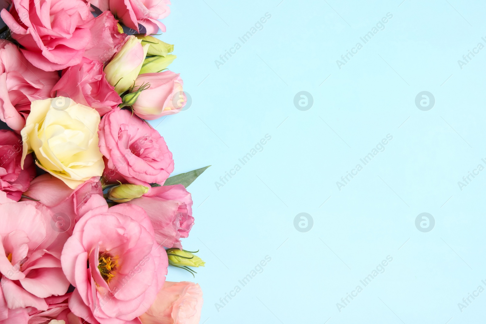 Photo of Beautiful Eustoma flowers on light blue background, flat lay. Space for text