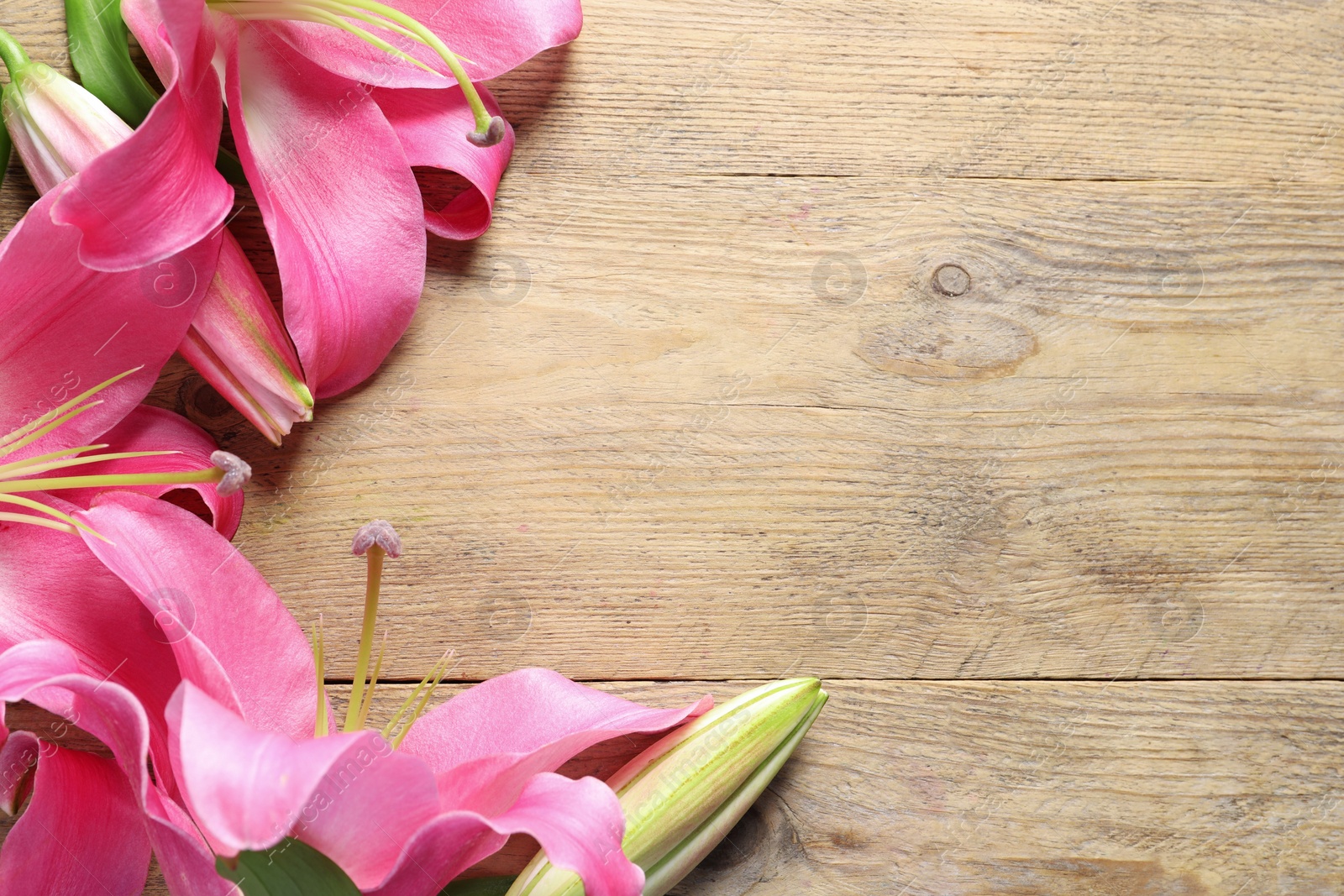 Photo of Beautiful pink lily flowers on wooden table, top view. Space for text