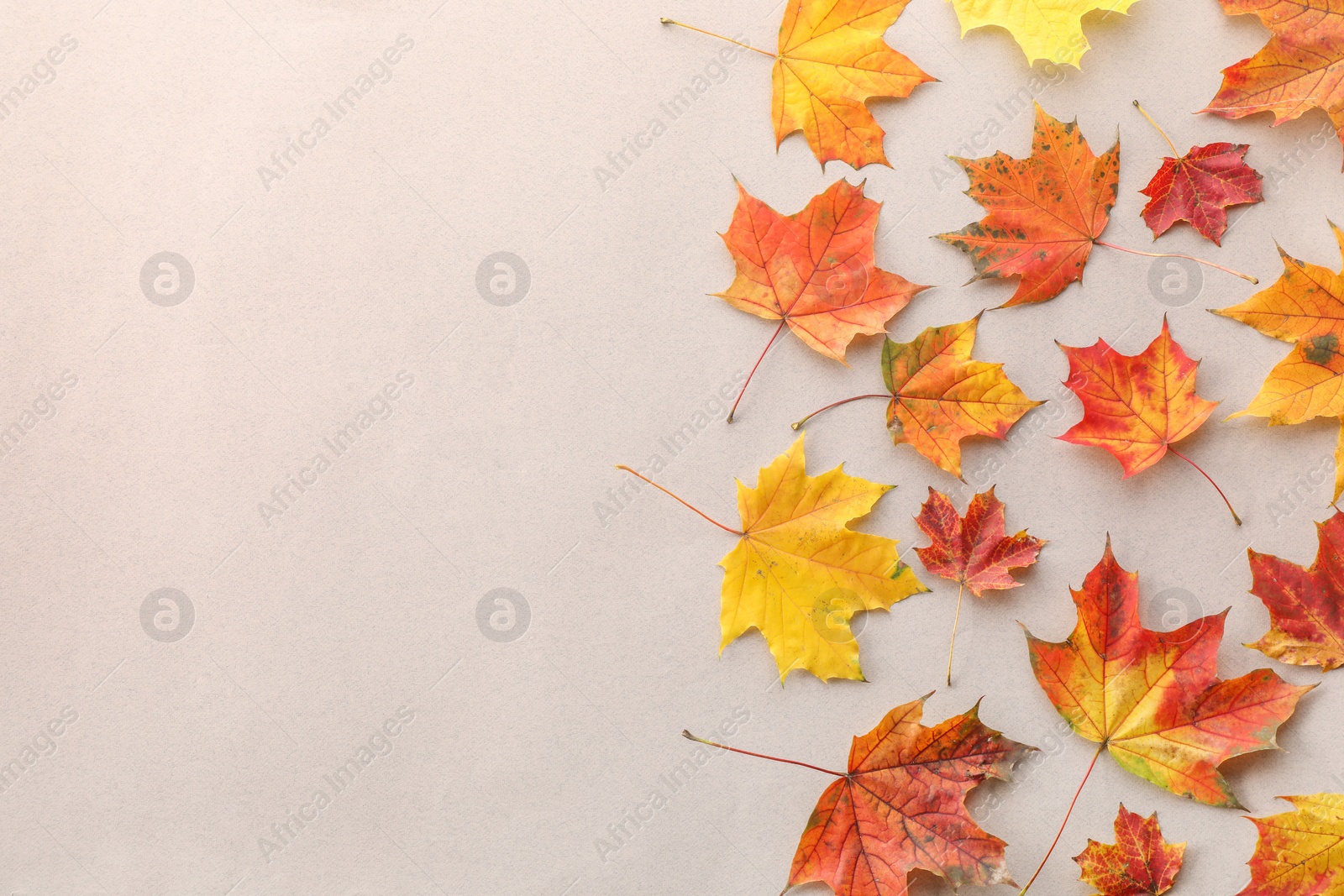 Photo of Autumn season. Colorful maple leaves on light grey background, flat lay with space for text