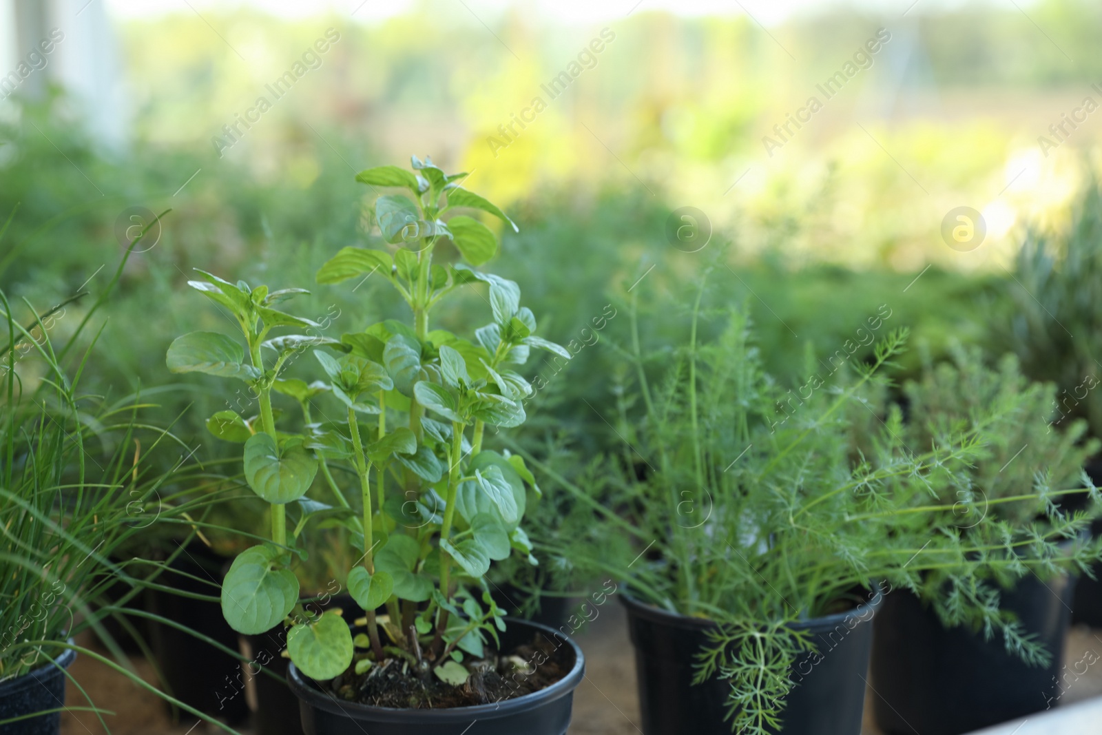 Photo of Many different potted herbs on blurred background