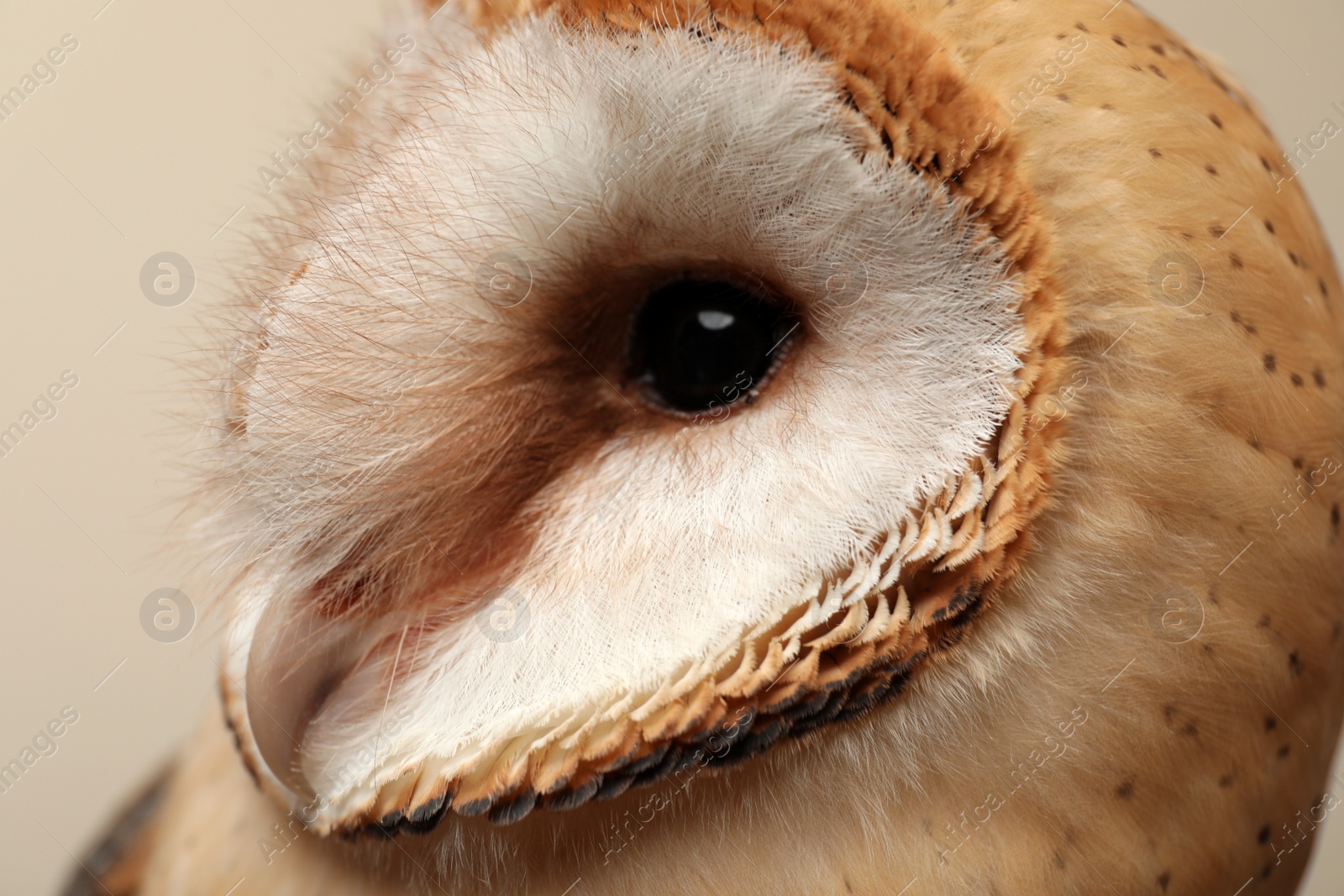 Photo of Beautiful common barn owl on beige background, closeup