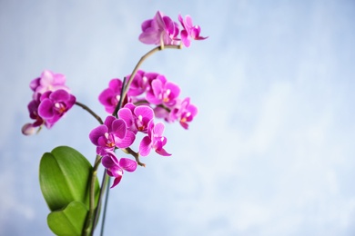 Photo of Beautiful blooming orchid on blue background, space for text