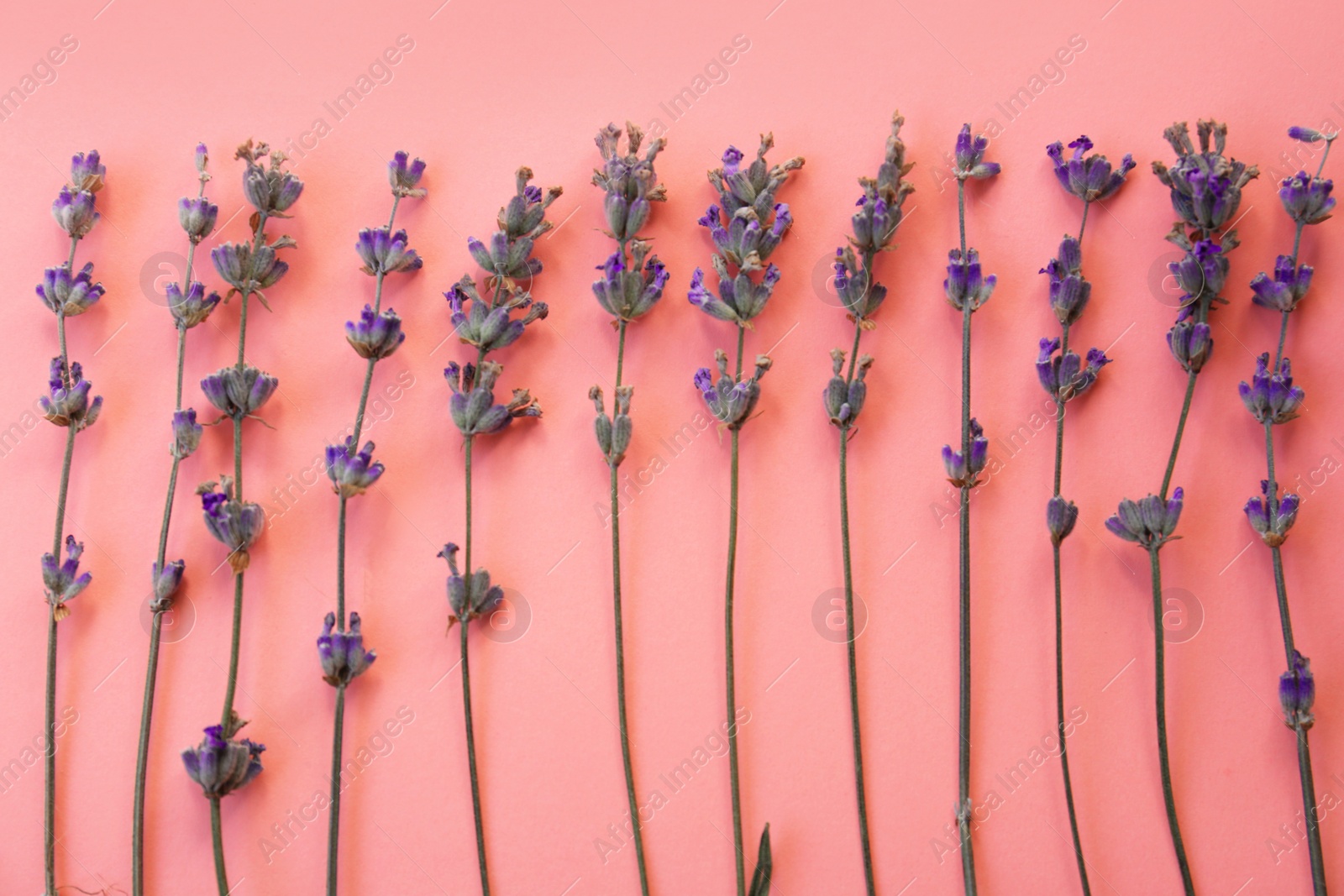 Photo of Composition with beautiful lavender flowers on pink background, flat lay