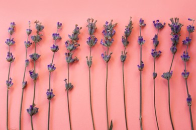 Photo of Composition with beautiful lavender flowers on pink background, flat lay