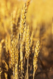 Ears of wheat on blurred background, closeup