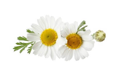 Photo of Beautiful chamomile flowers with green leaves on white background