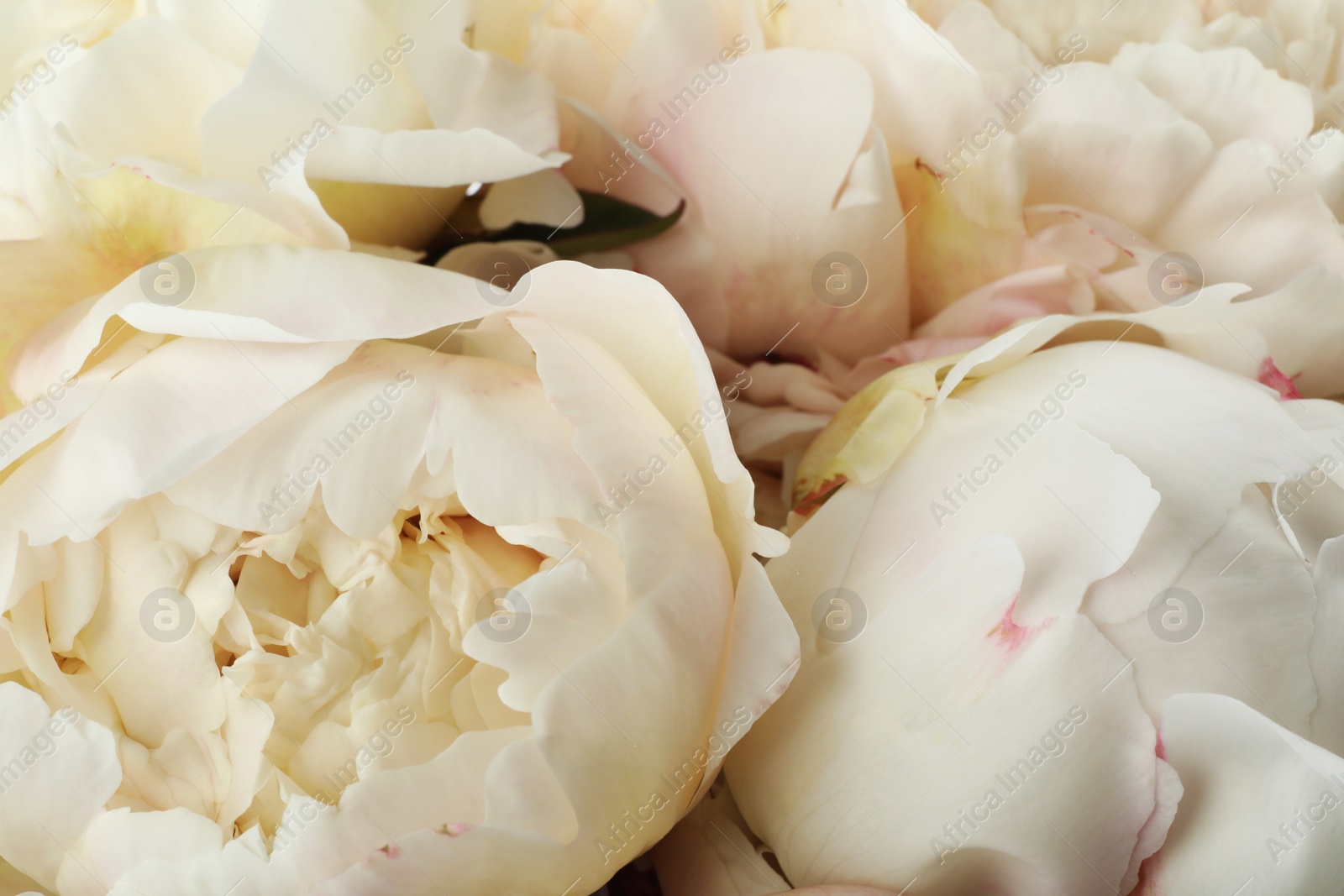 Photo of Closeup view of beautiful white peony flowers