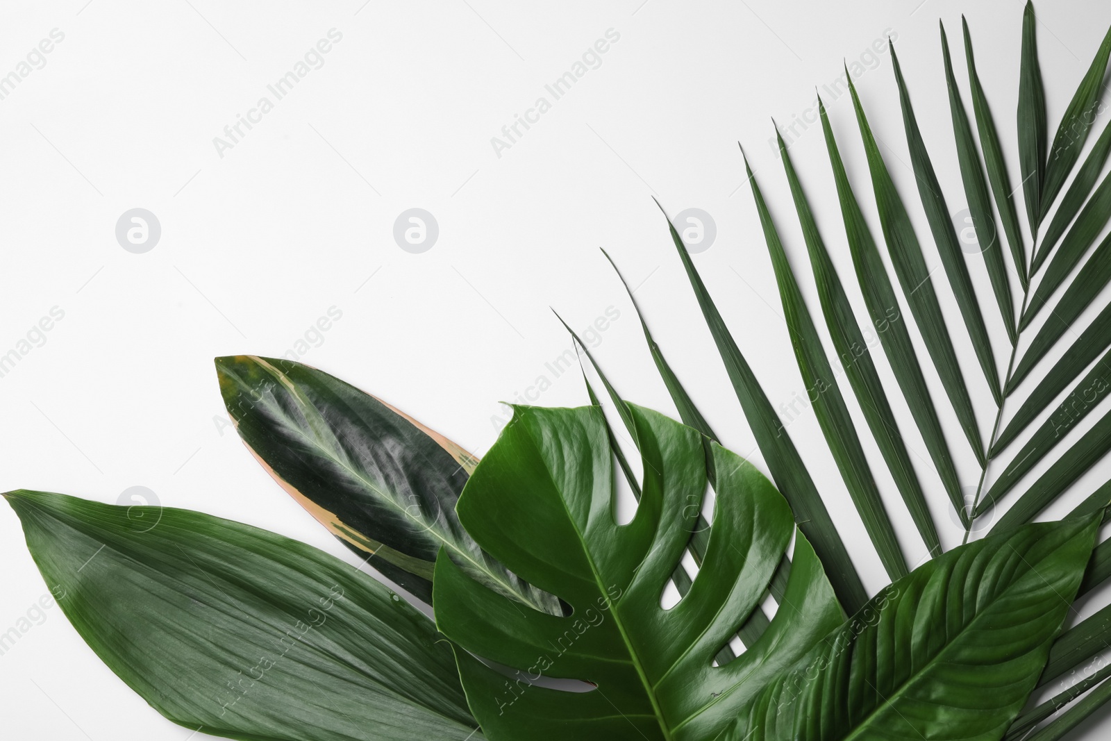 Photo of Flat lay composition with tropical leaves and space for text on white background