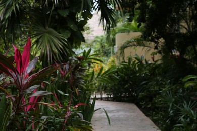 Photo of Beautiful cordyline shrubs and exotic plants with green leaves outdoors. Space for text