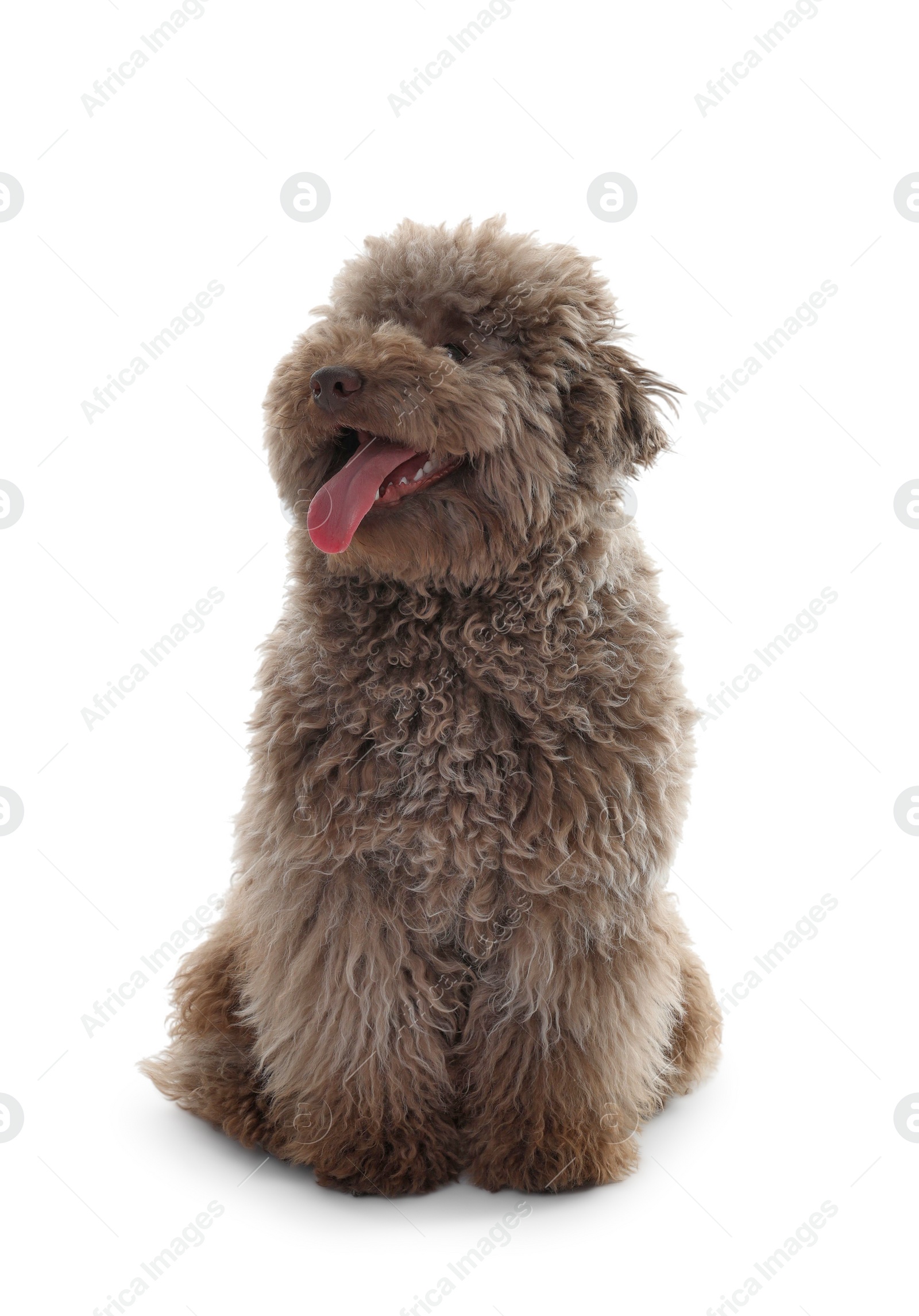 Photo of Cute Toy Poodle dog on white background