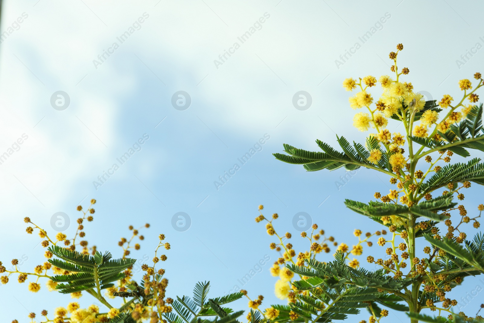 Photo of Beautiful view of mimosa tree with bright yellow flowers against blue sky, space for text