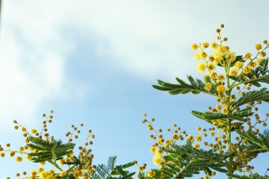 Photo of Beautiful viewmimosa tree with bright yellow flowers against blue sky, space for text
