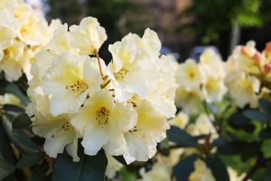 Photo of Rhododendron plant with beautiful white flowers outdoors, closeup view