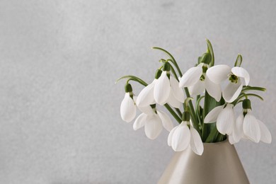 Photo of Beautiful snowdrops in vase on light grey background, closeup. Space for text