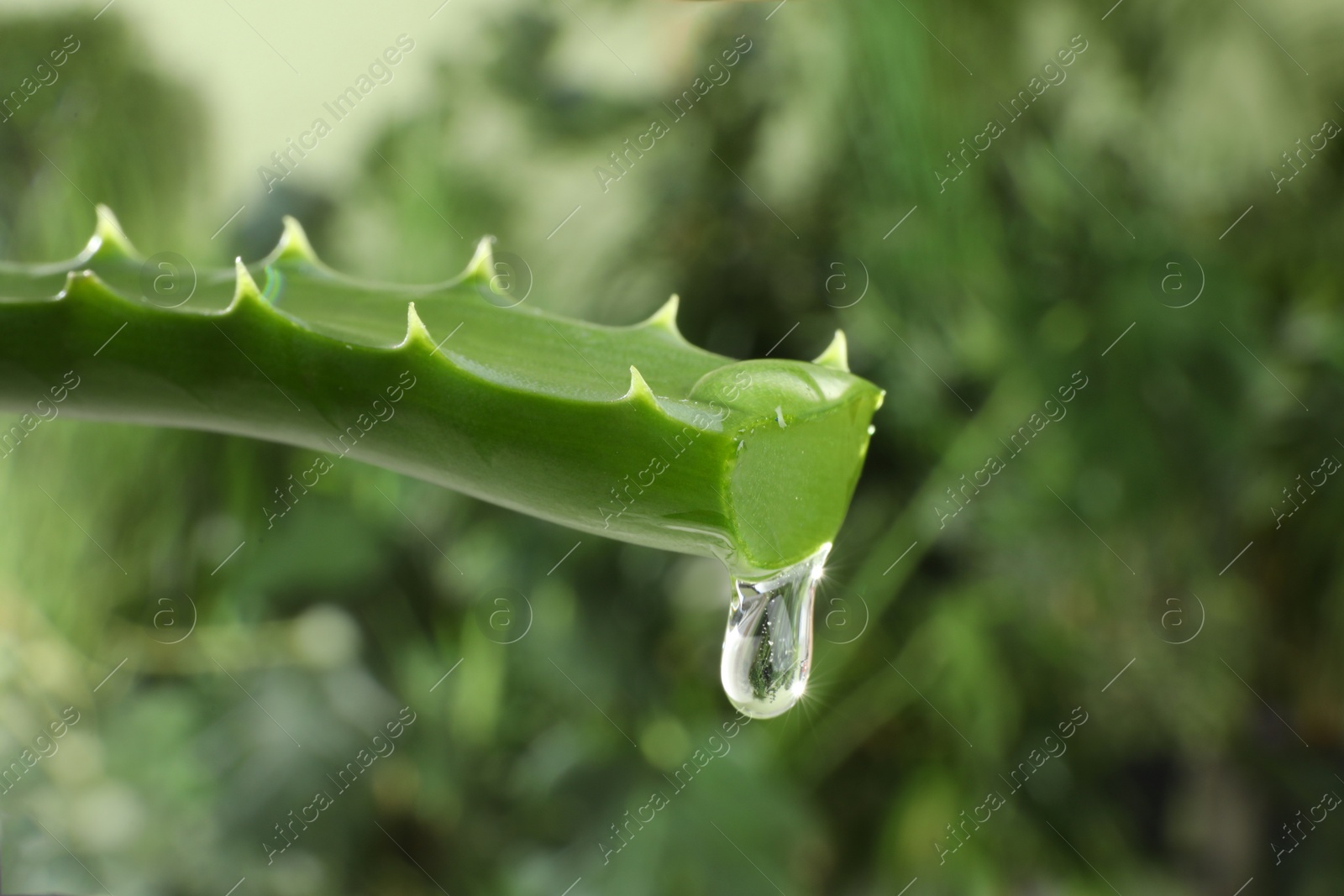 Photo of Leaf of aloe plant with water drop outdoors, closeup