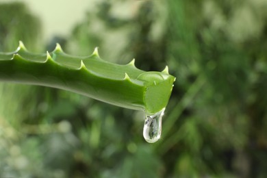 Photo of Leaf of aloe plant with water drop outdoors, closeup