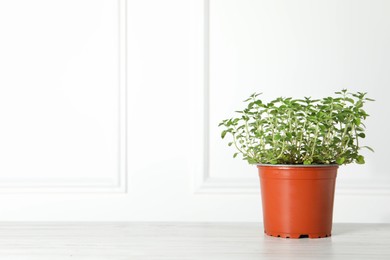 Photo of Fresh potted oregano near white wall. Space for text