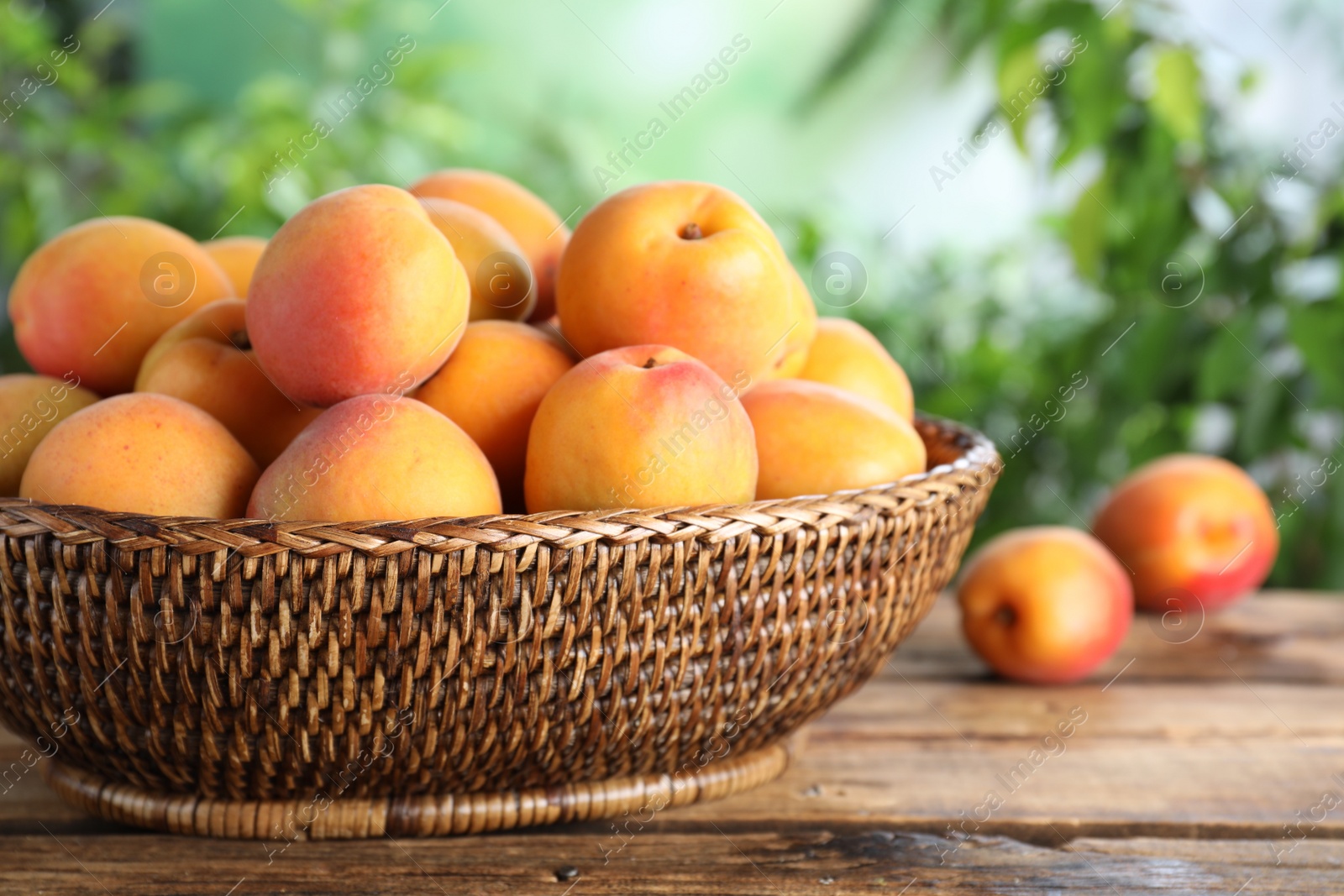 Photo of Many fresh ripe apricots in wicker bowl on wooden table against blurred background