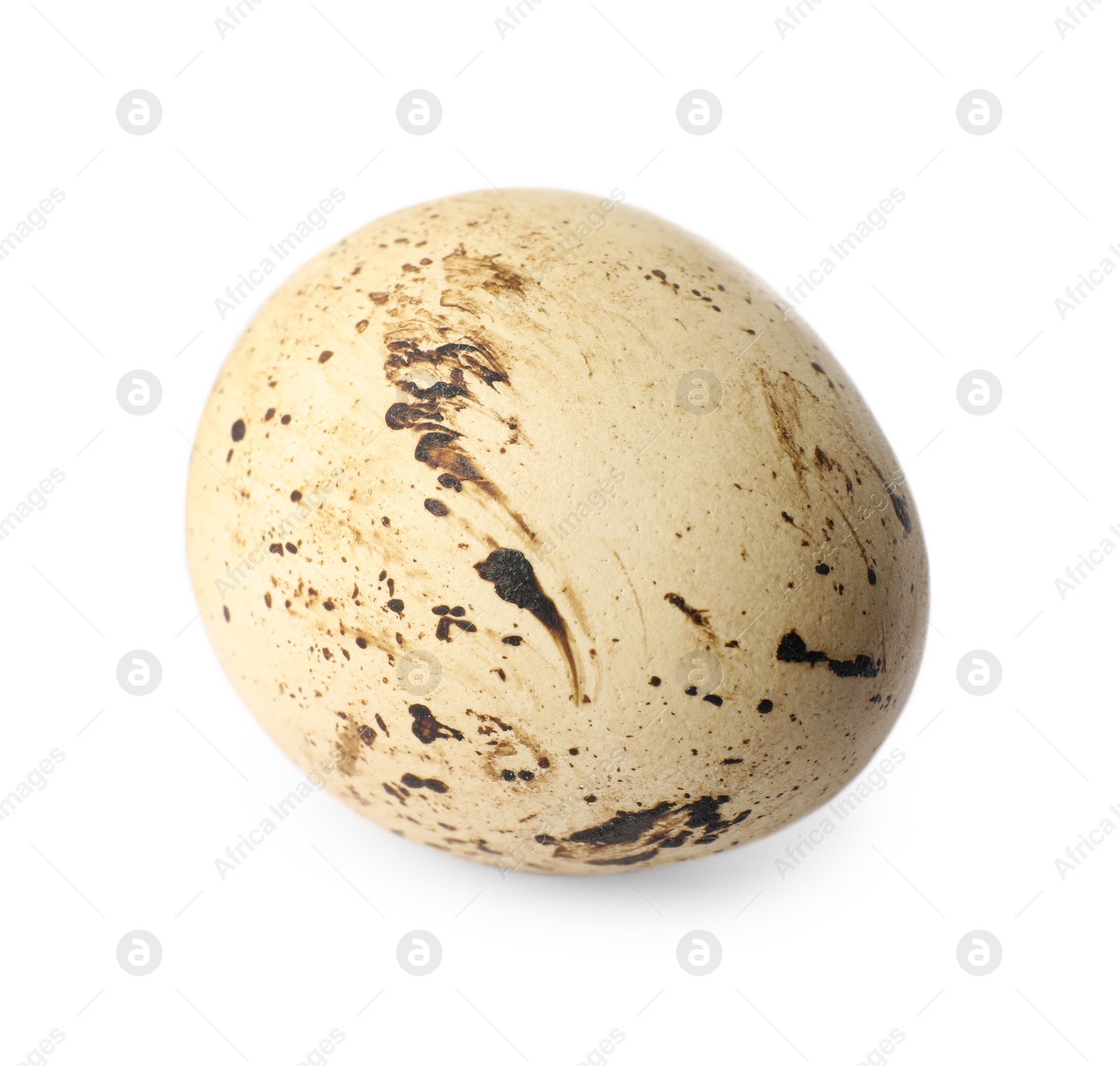 Photo of One speckled quail egg isolated on white