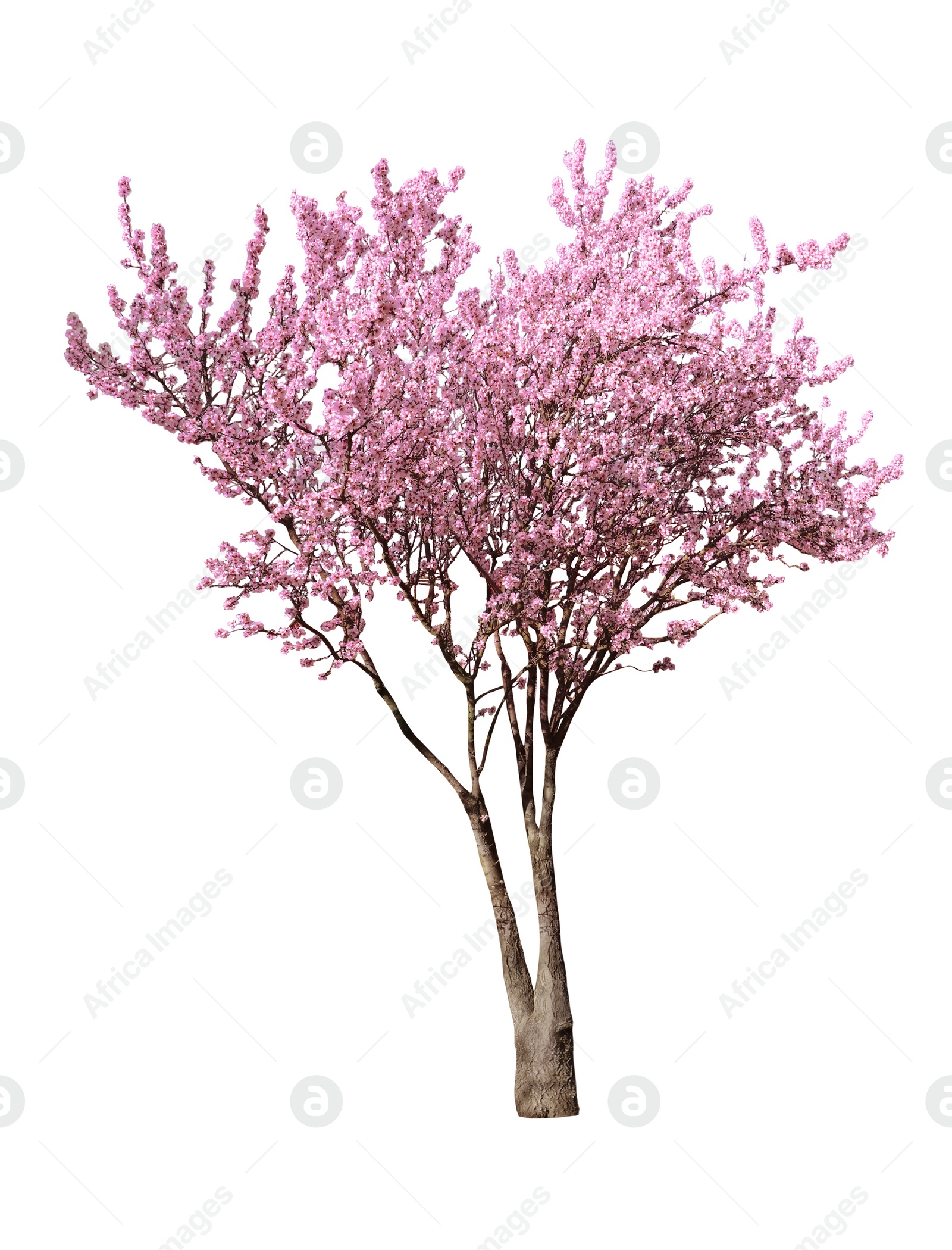 Image of Beautiful blossoming sakura tree on white background