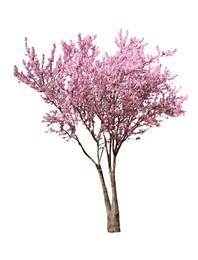 Beautiful blossoming sakura tree on white background