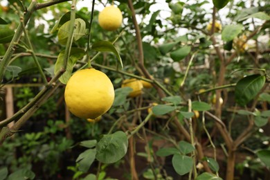 Lemon tree with ripe fruits in greenhouse, space for text