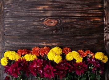 Flat lay composition with different beautiful chrysanthemum flowers on wooden table. Space for text