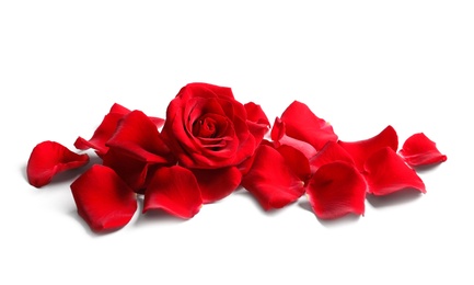 Photo of Beautiful red rose flower and petals on white background