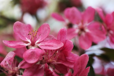 Photo of Beautiful cherry tree with pink blossoms outdoors, closeup. Spring season