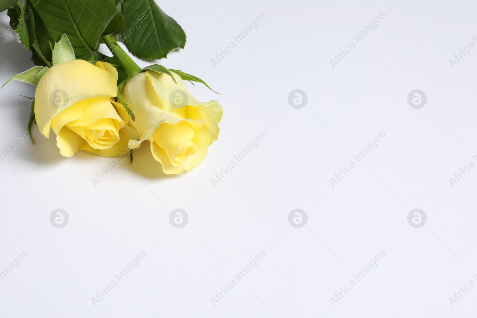 Photo of Beautiful yellow roses on white background, closeup. Space for text