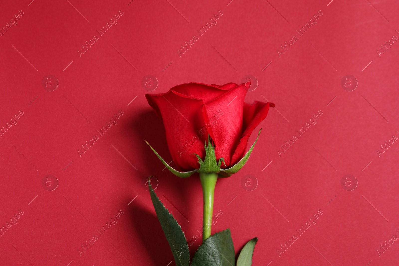 Photo of Beautiful rose on red background, top view