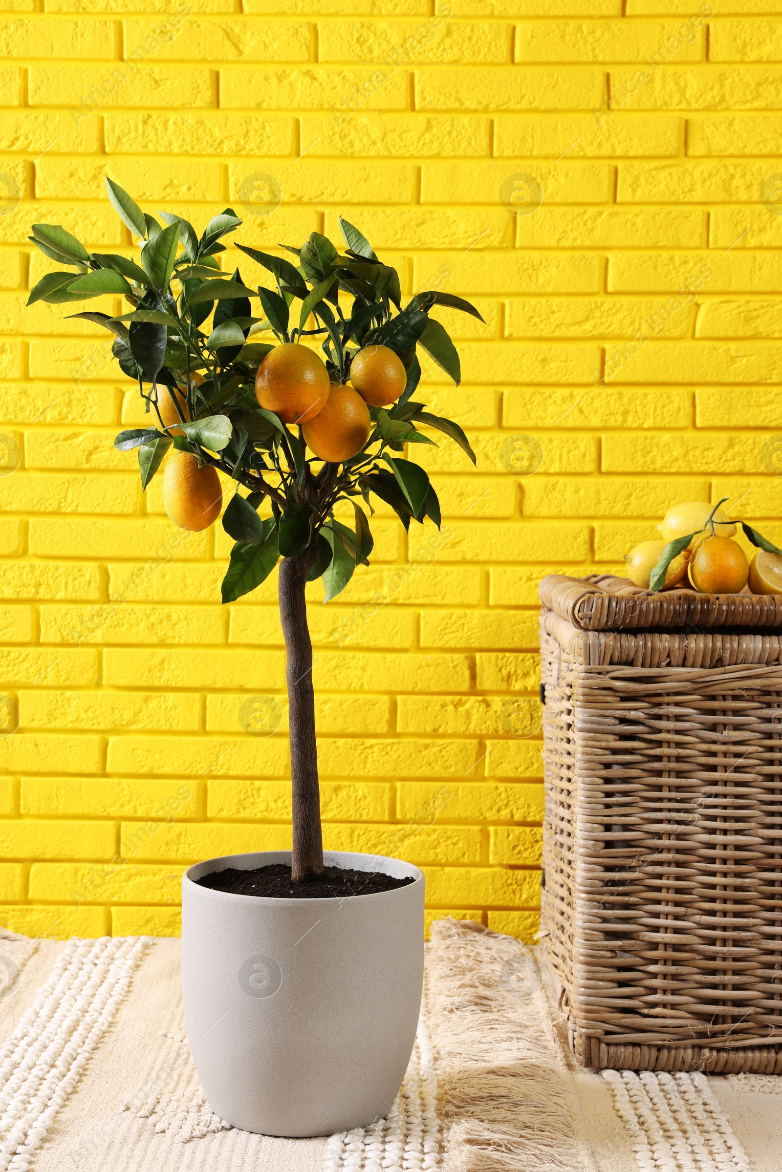 Photo of Idea for minimalist interior design. Small potted lemon tree, many fruits and wicker chest near bright yellow brick wall indoors