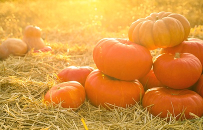 Ripe orange pumpkins among straw in field