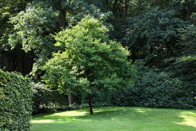 Beautiful lawn with green grass and bushes outdoors