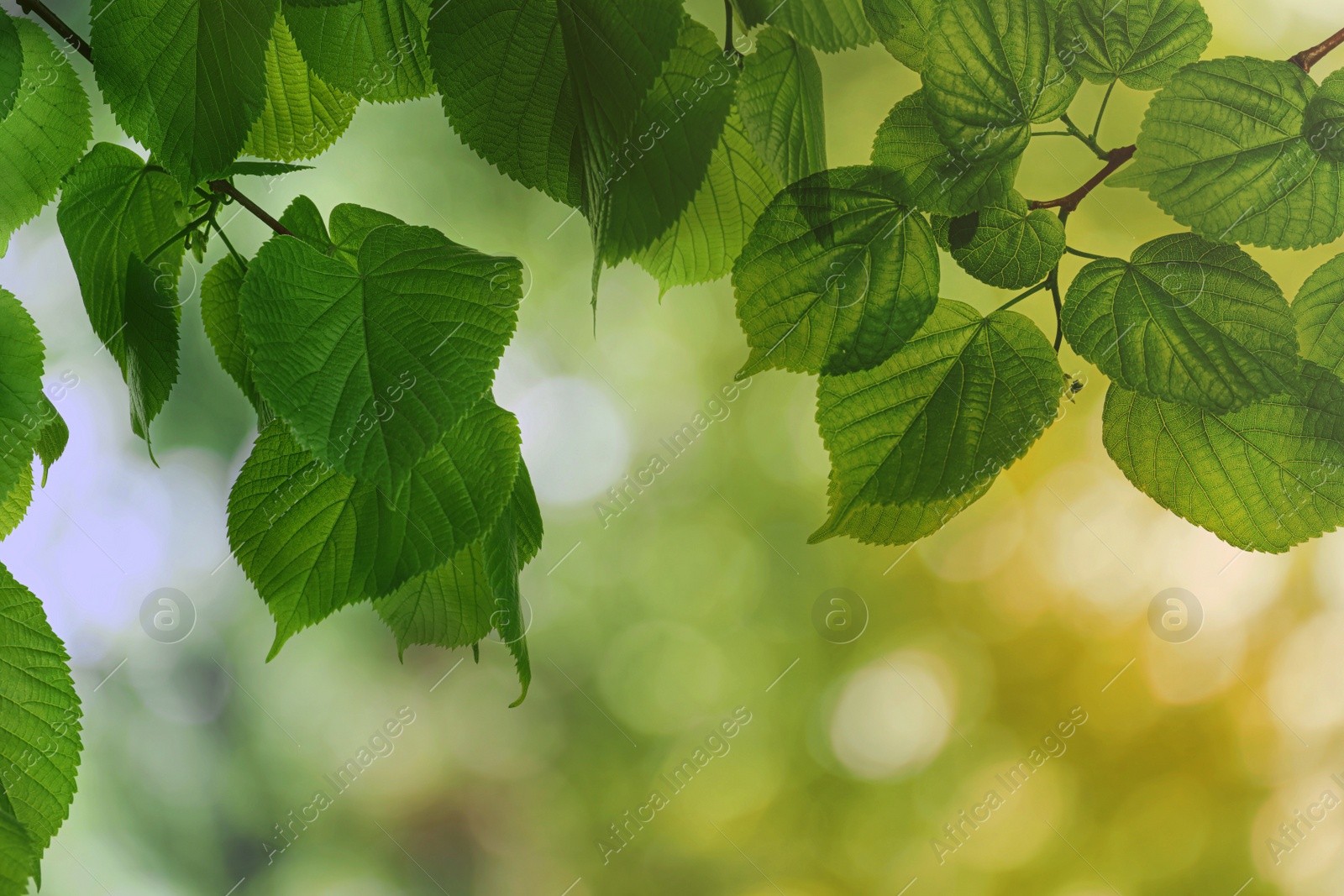 Image of Tree branches with green leaves on sunny day