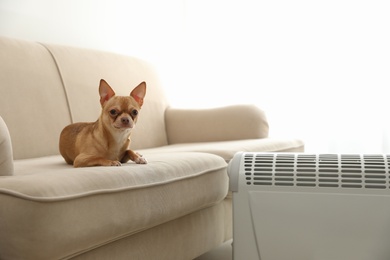 Photo of Chihuahua dog lying on sofa near electric heater indoors