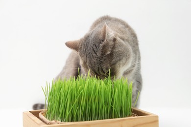 Cute cat near potted green grass on white background