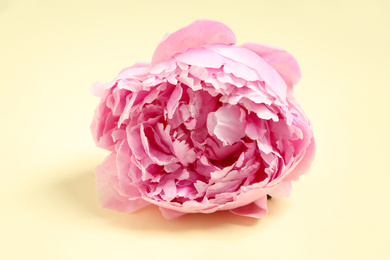 Beautiful pink peony flower on beige background