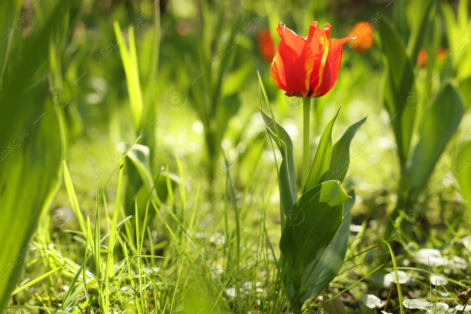 Photo of Beautiful bright tulip growing outdoors on sunny day, closeup. Space for text