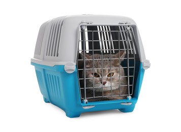 Photo of Travel with pet. Cute cat in carrier on white background