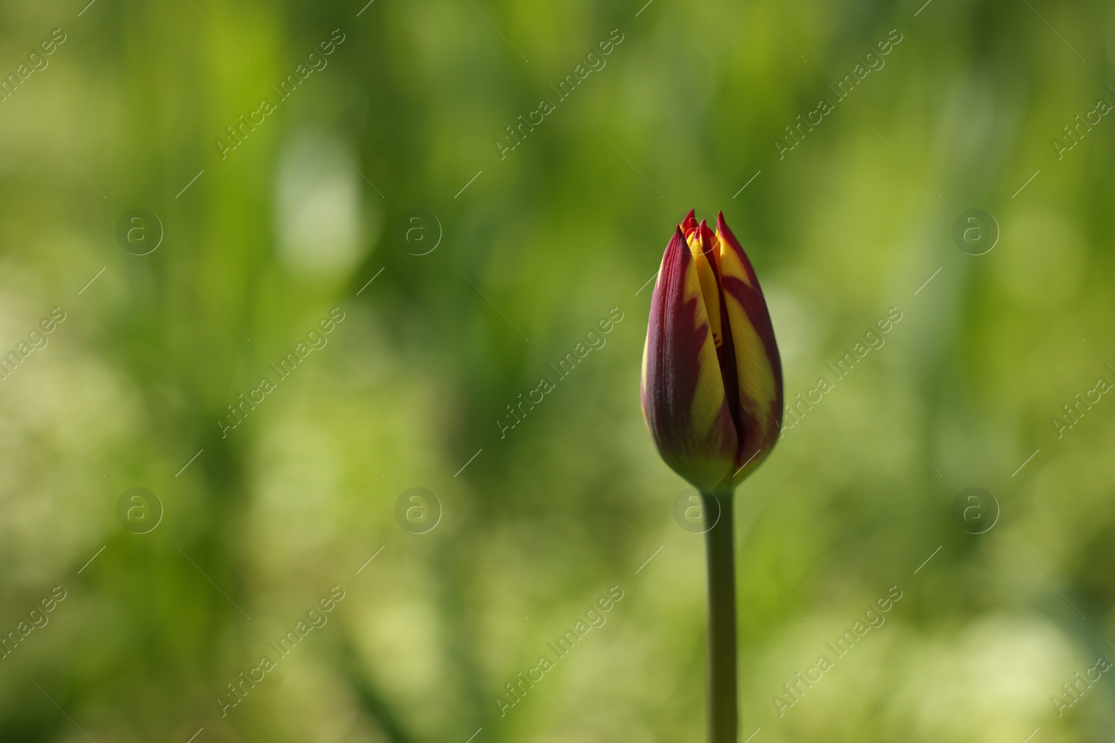 Photo of Beautiful bright tulip growing outdoors, closeup. Space for text