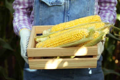 Woman holding wooden crate with fresh ripe corn on field, closeup