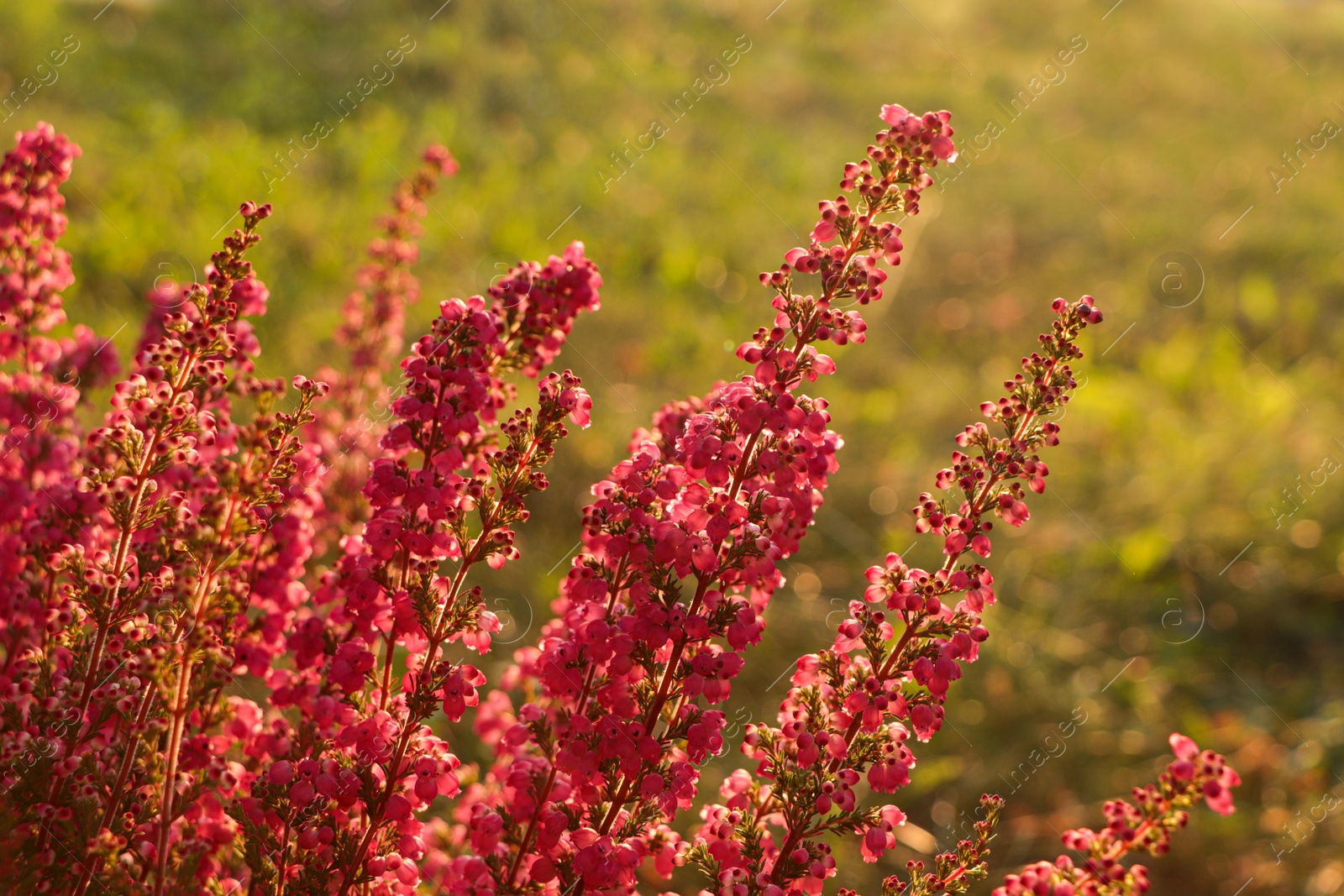 Photo of Heather shrub with beautiful blooming flowers outdoors on sunny day, closeup