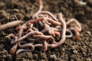 Photo of Many worms on wet soil, closeup. Terrestrial invertebrates