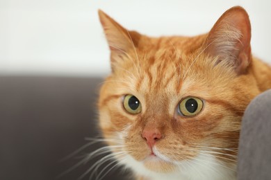 Photo of Cute ginger cat on blurred background, closeup